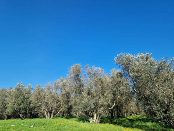 terreno agricolo in vendita a Vetralla