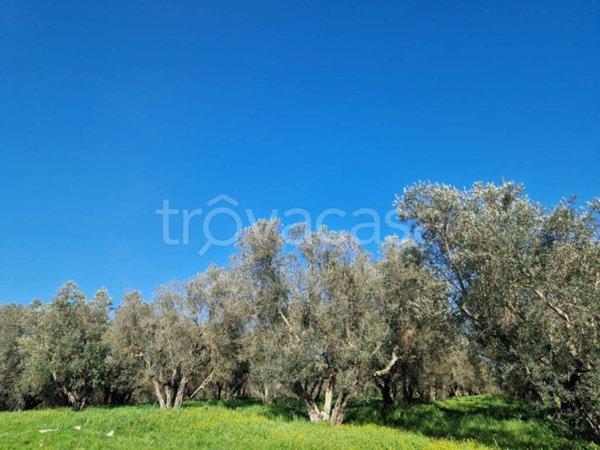 terreno agricolo in vendita a Vetralla