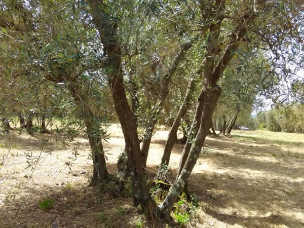 terreno agricolo in vendita a Vetralla