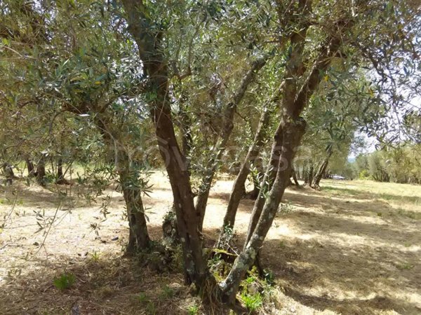 terreno agricolo in vendita a Vetralla
