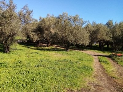 terreno agricolo in vendita a Vetralla in zona Mazzocchio
