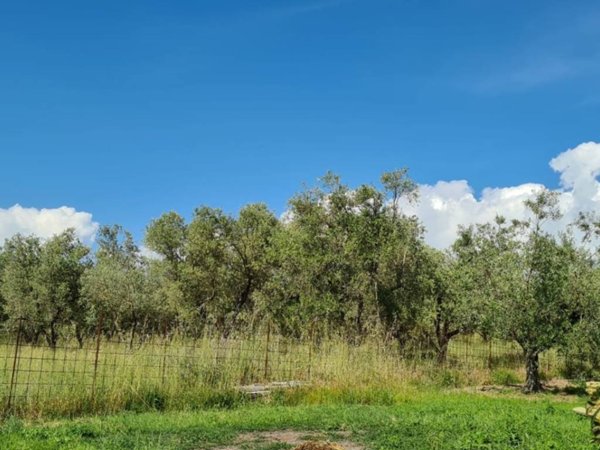 terreno agricolo in vendita a Vetralla