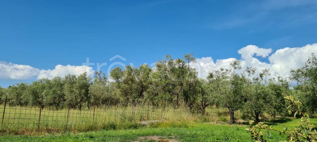 terreno agricolo in vendita a Vetralla