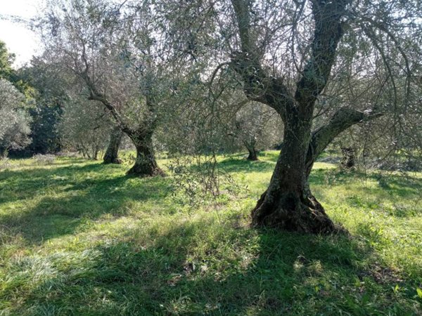 terreno agricolo in vendita a Vetralla