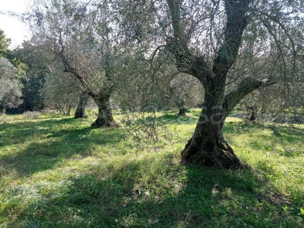 terreno agricolo in vendita a Vetralla