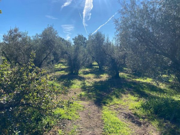 locale di sgombero in vendita a Vetralla
