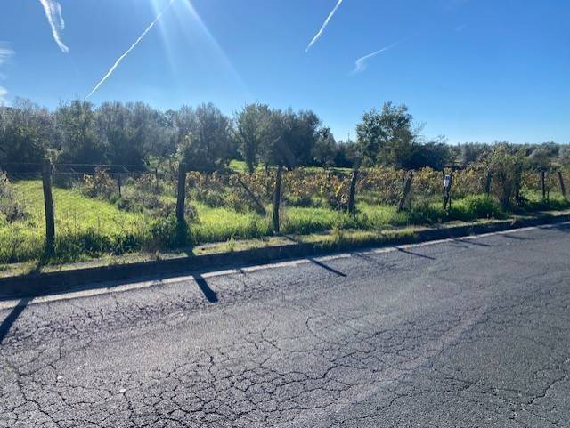 terreno agricolo in vendita a Vetralla