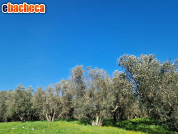 terreno agricolo in vendita a Vetralla