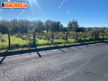 terreno agricolo in vendita a Vetralla