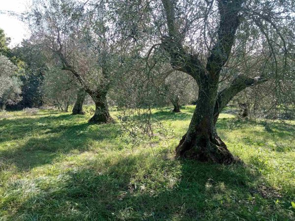 terreno agricolo in vendita a Vetralla