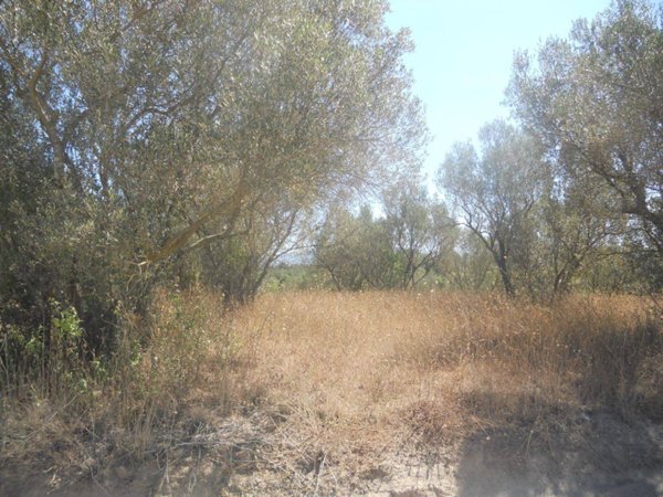terreno agricolo in vendita a Vetralla