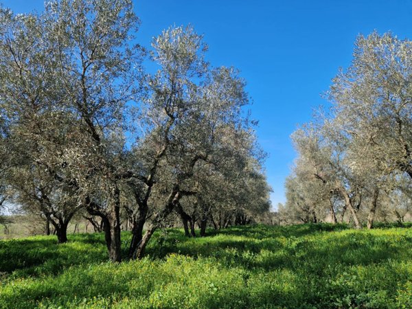 terreno agricolo in vendita a Vetralla