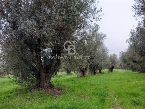 azienda agricola in vendita a Vetralla