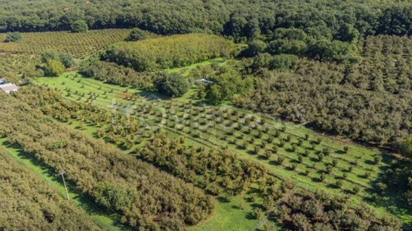 terreno agricolo in vendita a Vetralla