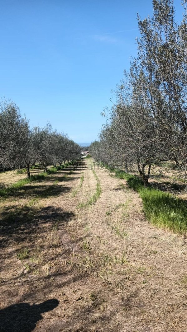 terreno agricolo in vendita a Vetralla