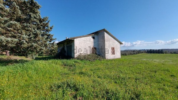 esavano in vendita a Vetralla