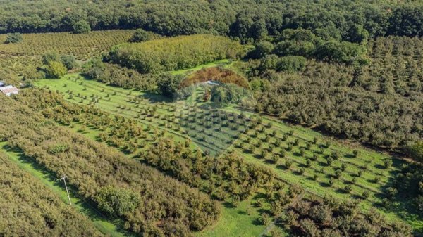 terreno agricolo in vendita a Vetralla