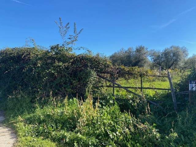 terreno agricolo in vendita a Vetralla