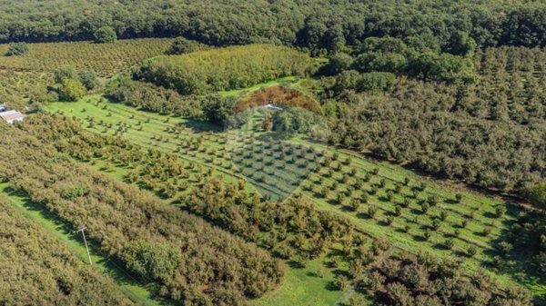 terreno agricolo in vendita a Vetralla