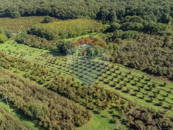 terreno agricolo in vendita a Vetralla