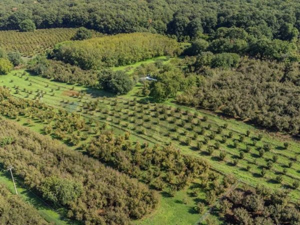 terreno agricolo in vendita a Vetralla