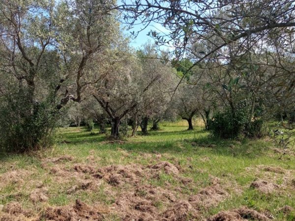 terreno agricolo in vendita a Vetralla in zona Tre Croci