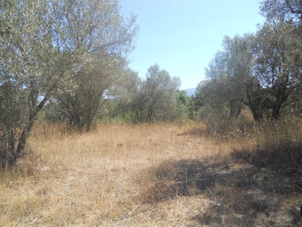 terreno agricolo in vendita a Vetralla