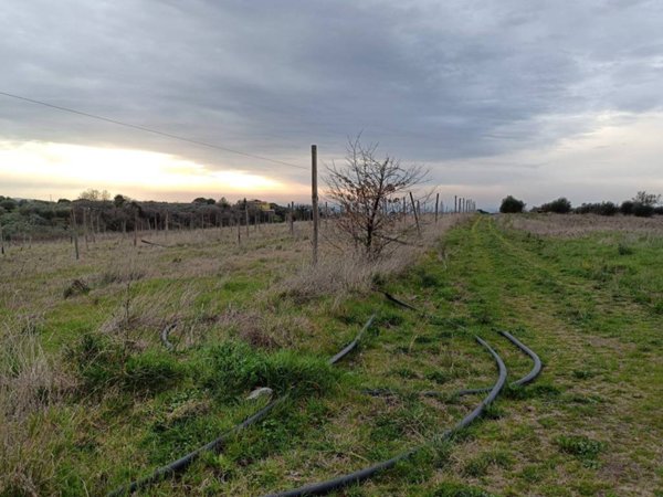 terreno agricolo in vendita a Vetralla