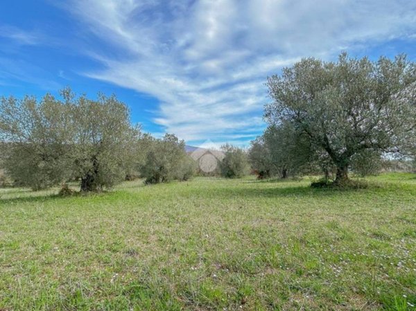 terreno agricolo in vendita a Vetralla