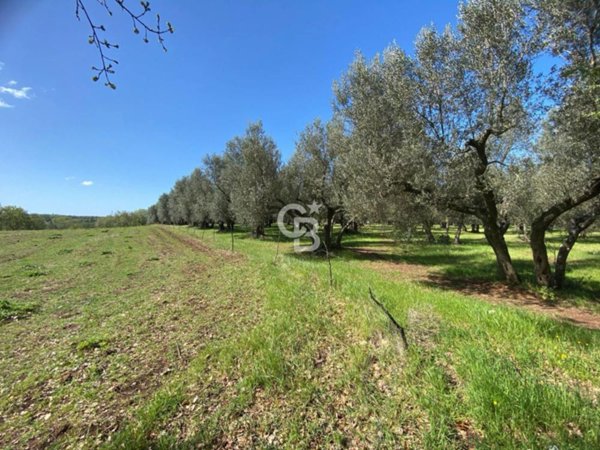 azienda agricola in vendita a Vetralla