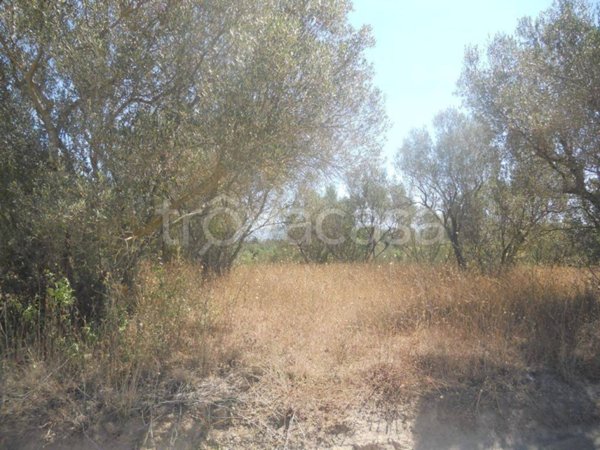 terreno agricolo in vendita a Vetralla