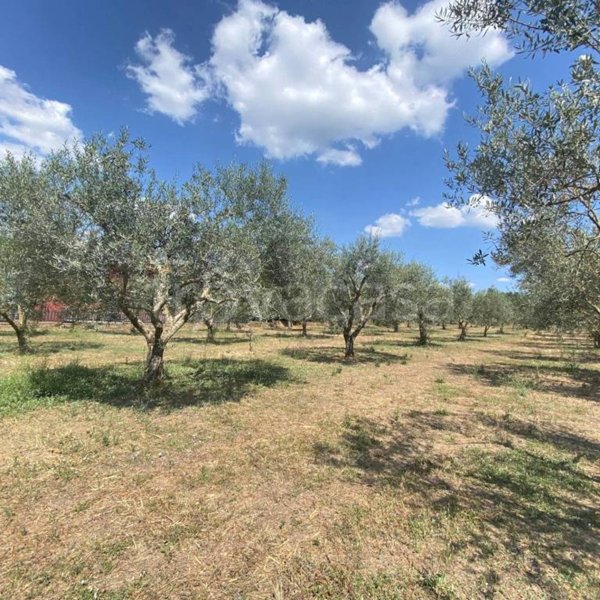 terreno in vendita a Vetralla