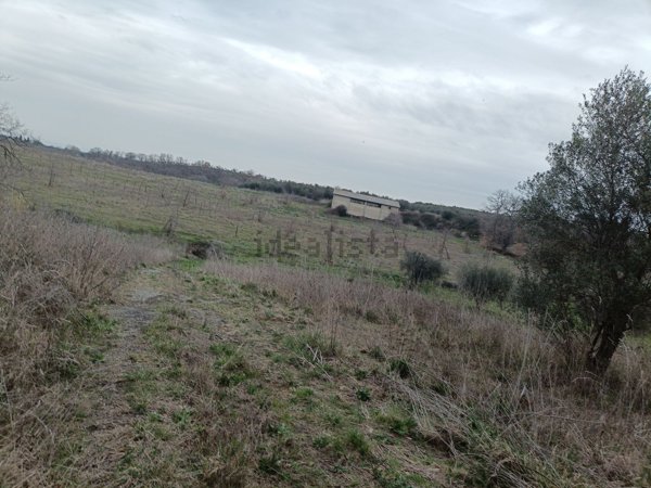 terreno agricolo in vendita a Vetralla in zona Tre Croci