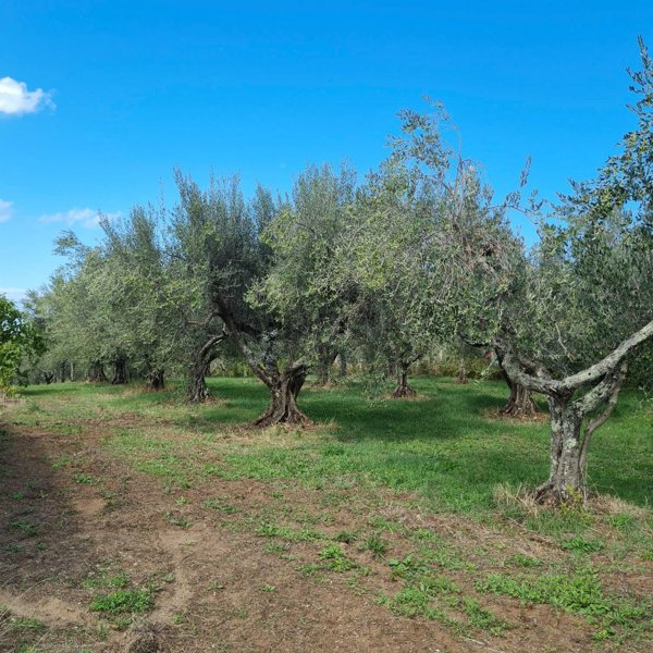 terreno agricolo in vendita a Vetralla