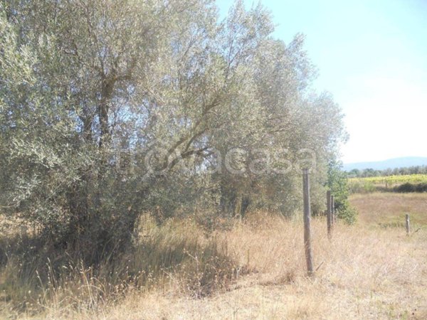 terreno in vendita a Vetralla