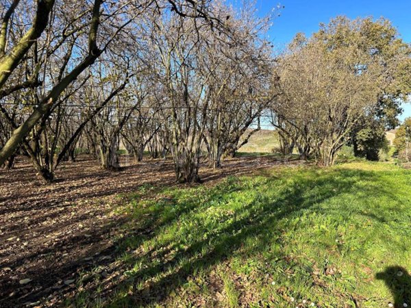 terreno agricolo in vendita a Vignanello