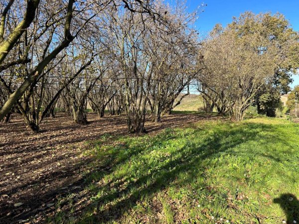 terreno agricolo in vendita a Vignanello