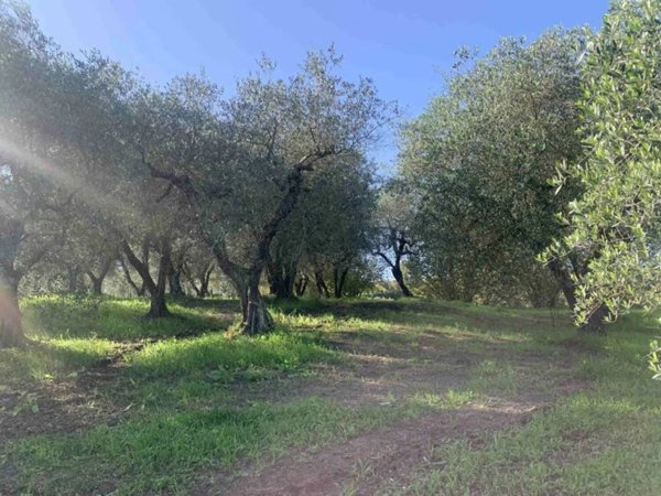 terreno agricolo in vendita a Vignanello