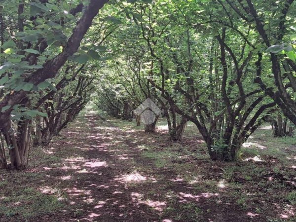 terreno agricolo in vendita a Vignanello
