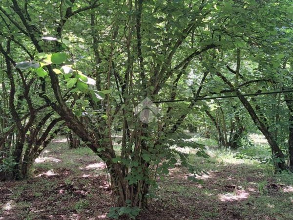 terreno agricolo in vendita a Vignanello