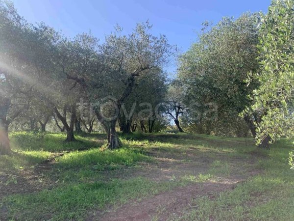 terreno agricolo in vendita a Vignanello