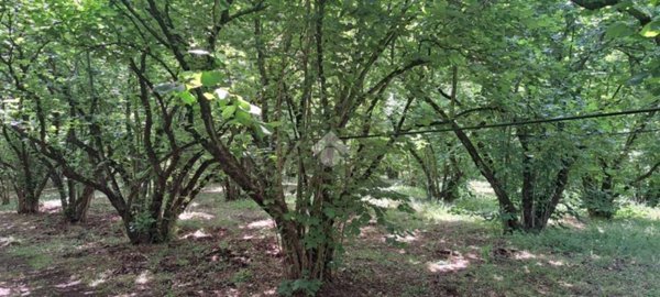 terreno agricolo in vendita a Vignanello