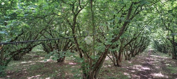 terreno agricolo in vendita a Vignanello