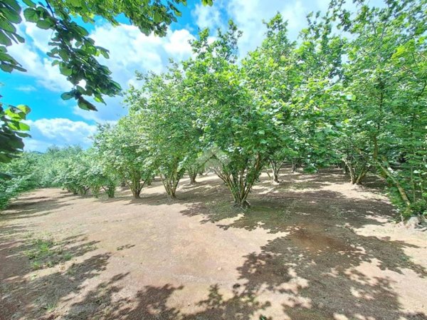 terreno agricolo in vendita a Vignanello
