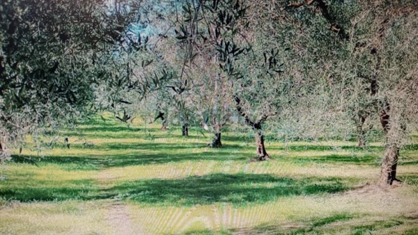 terreno agricolo in vendita a Vignanello