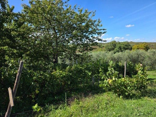 casa indipendente in vendita a Vignanello