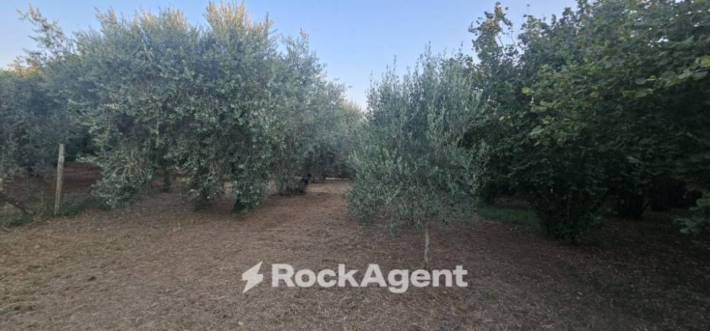 terreno agricolo in vendita a Vignanello