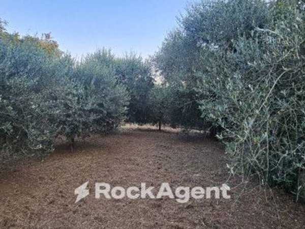 terreno agricolo in vendita a Vignanello