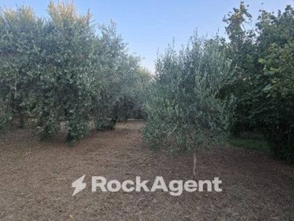 terreno agricolo in vendita a Vignanello