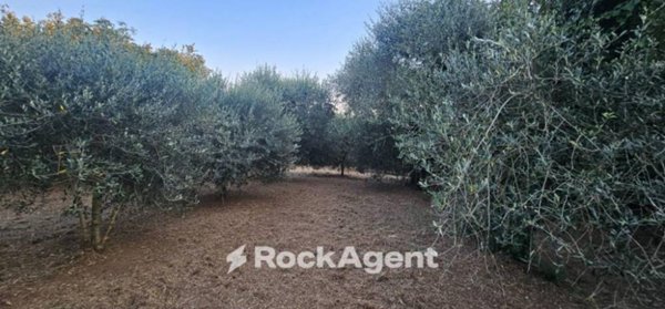 terreno agricolo in vendita a Vignanello